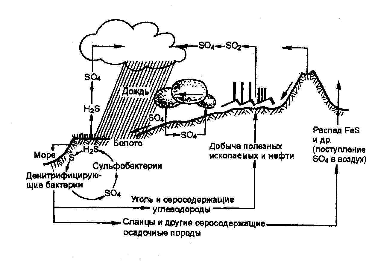 Круговорот серы в природе рисунок