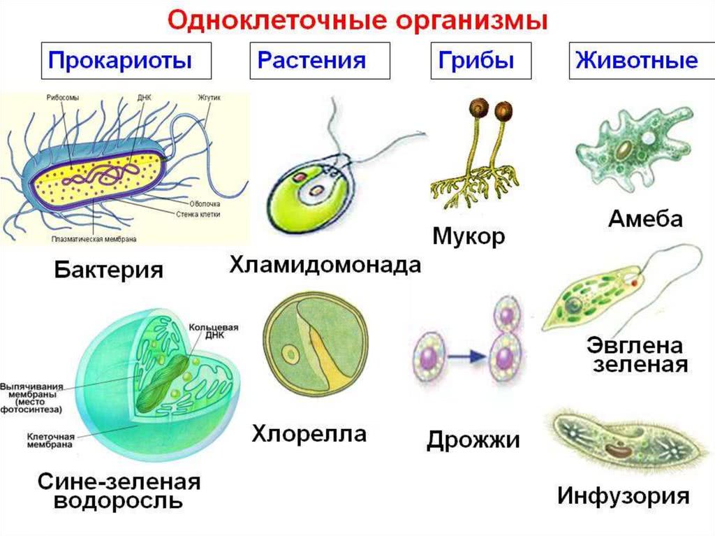 Презентация на тему ядро прокариоты и эукариоты 10 класс