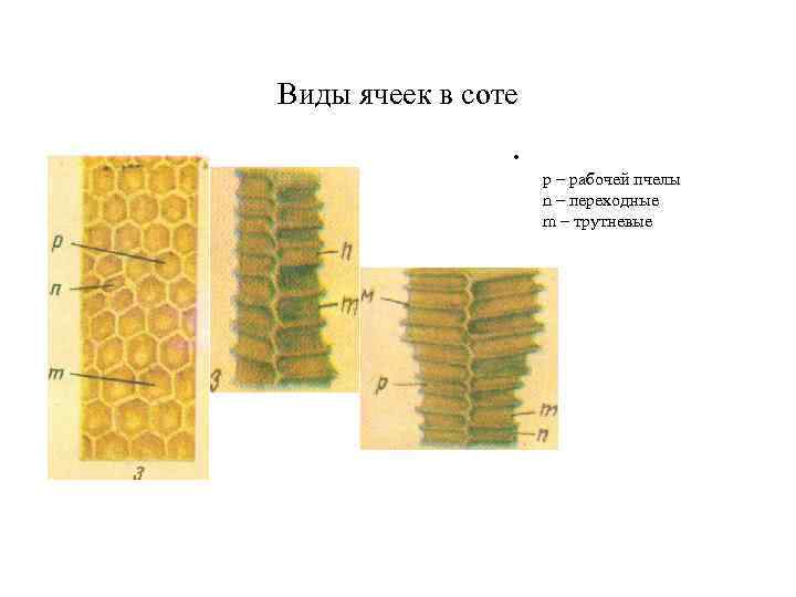 Вид сот. Типы ячеек пчелиного сота. Строение сот у пчел. Объем пчелиной ячейки. Строение соты пчел.